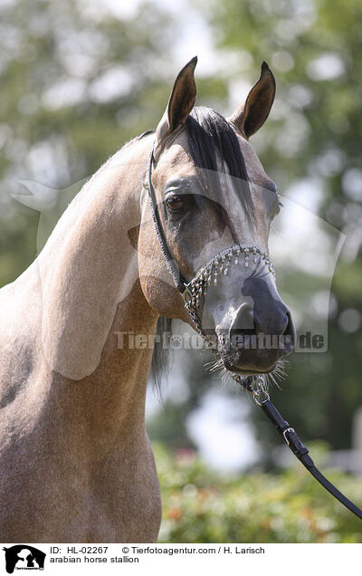 arabian horse stallion / HL-02267