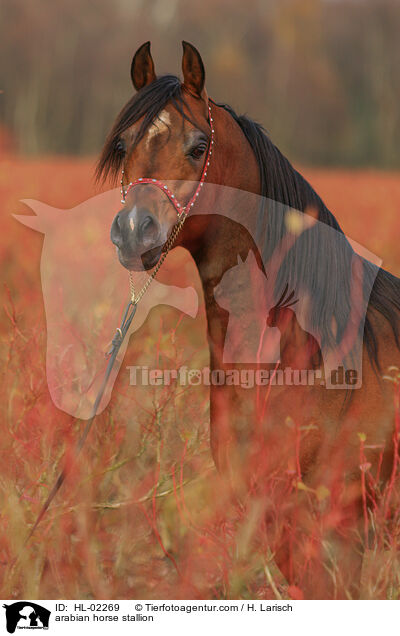 Araber Hengst / arabian horse stallion / HL-02269