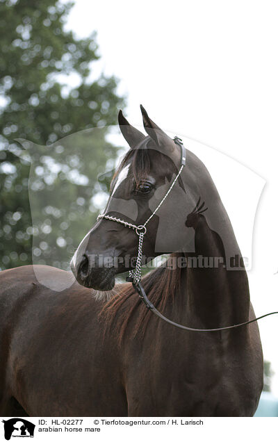 arabian horse mare / HL-02277