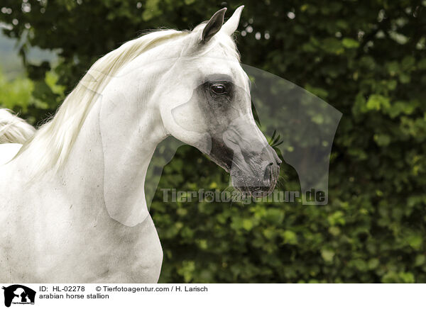 arabian horse stallion / HL-02278