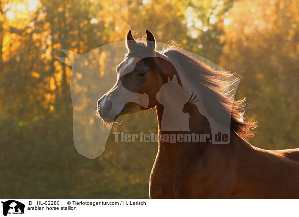 arabian horse stallion / HL-02280