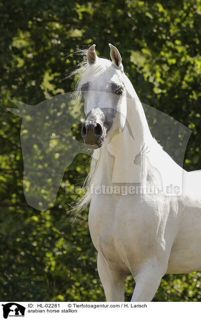 arabian horse stallion / HL-02281