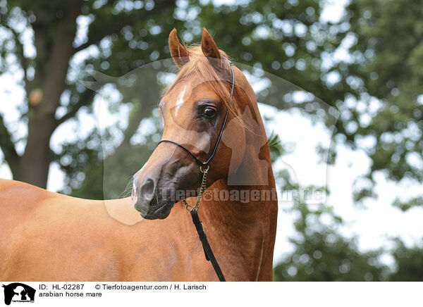 arabian horse mare / HL-02287