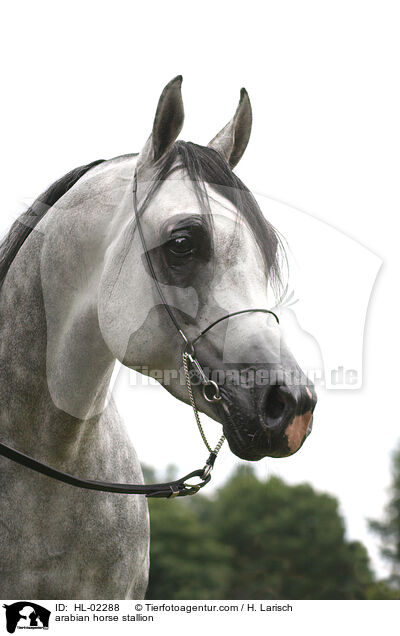 arabian horse stallion / HL-02288