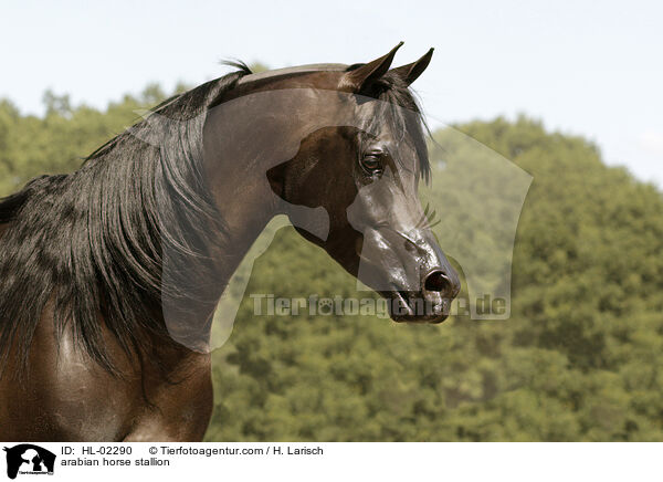 arabian horse stallion / HL-02290