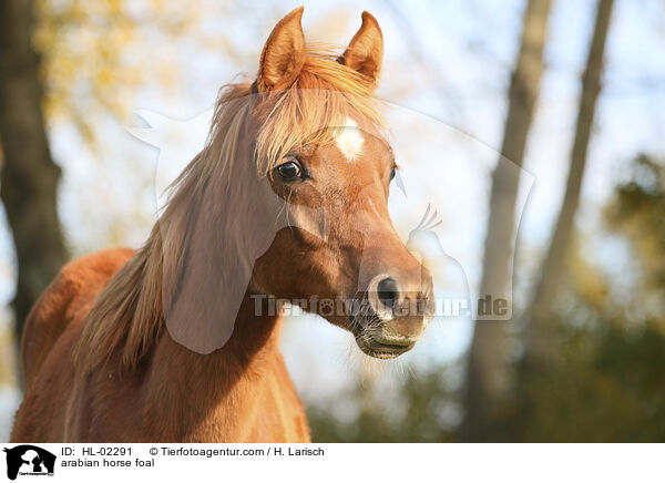 arabian horse foal / HL-02291