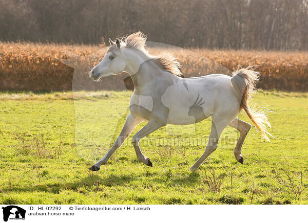 arabian horse mare / HL-02292