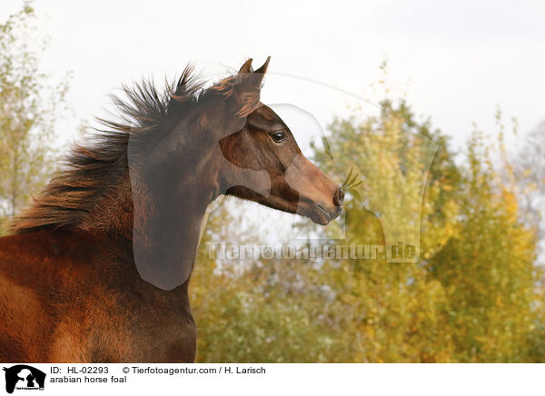 Araber Fohlen / arabian horse foal / HL-02293