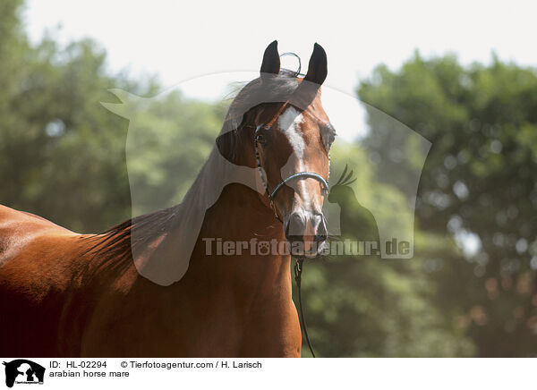 arabian horse mare / HL-02294