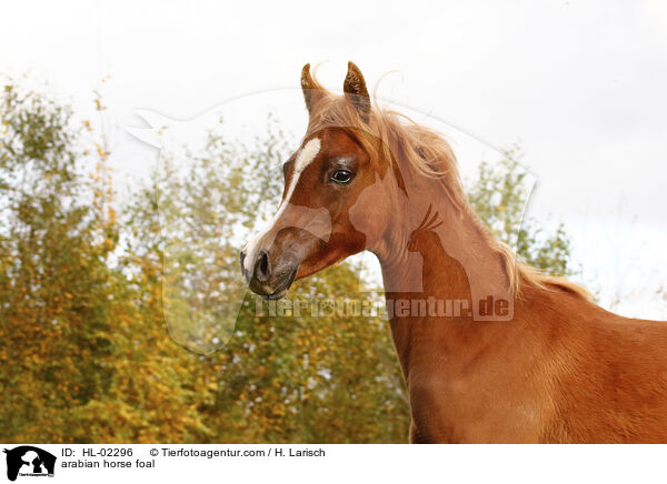 arabian horse foal / HL-02296