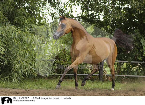 Araber Stute / arabian horse mare / HL-02297