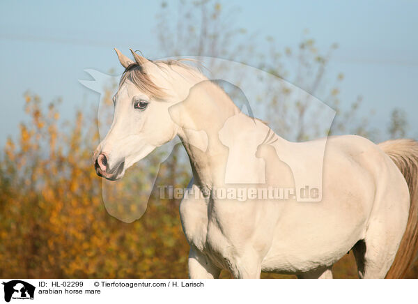Araber Stute / arabian horse mare / HL-02299