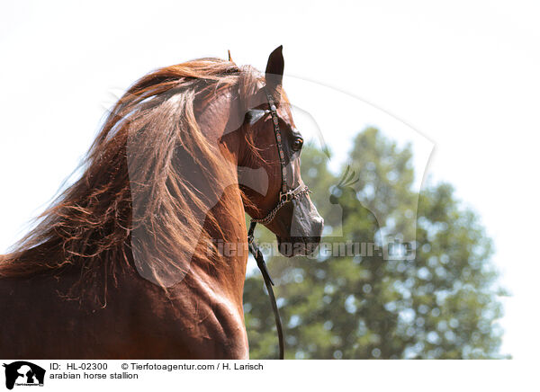 arabian horse stallion / HL-02300
