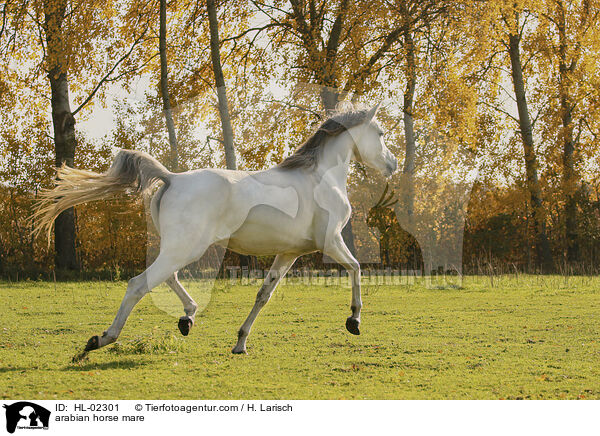 arabian horse mare / HL-02301