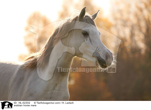 arabian horse mare / HL-02302