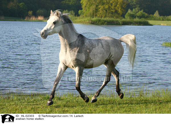 arabian horse stallion / HL-02303