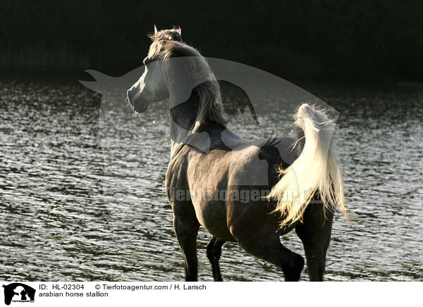 arabian horse stallion / HL-02304