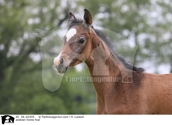 Araber Fohlen / arabian horse foal / HL-02305