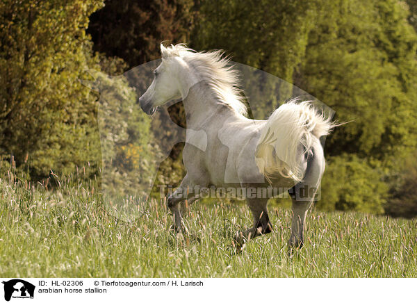 Araber Hengst / arabian horse stallion / HL-02306
