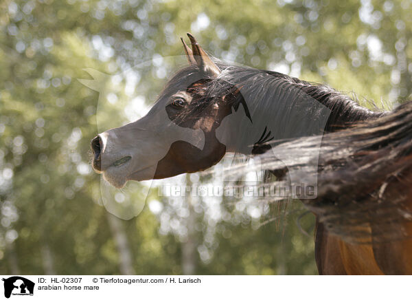 Araber Stute / arabian horse mare / HL-02307