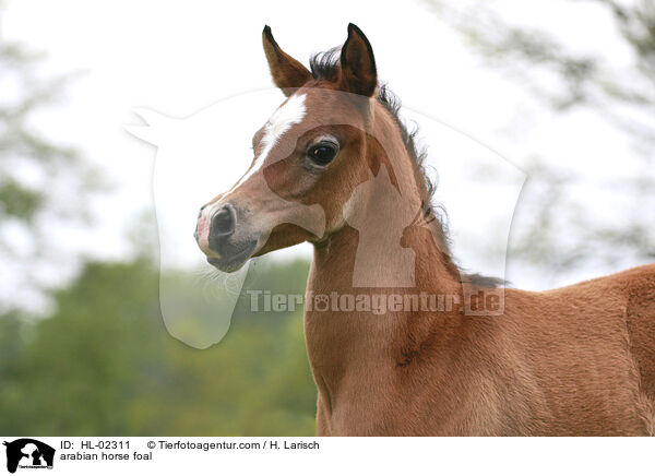 arabian horse foal / HL-02311