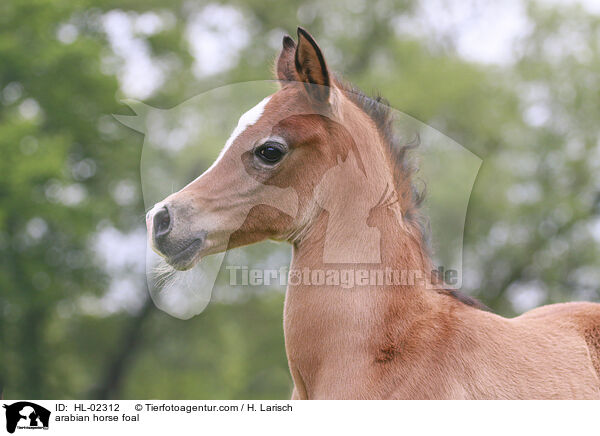 Araber Fohlen / arabian horse foal / HL-02312