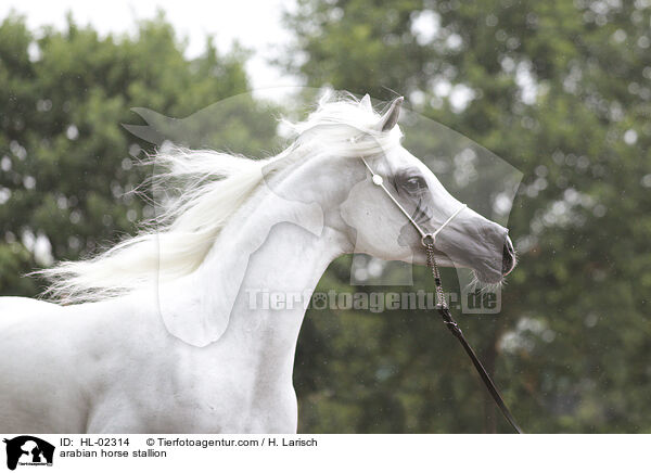 Araber Hengst / arabian horse stallion / HL-02314