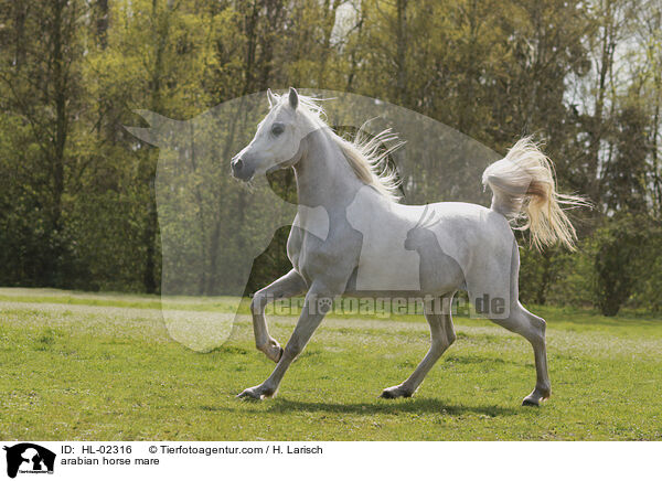 Araber Stute / arabian horse mare / HL-02316