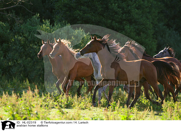 Araber Hengste / arabian horse stallions / HL-02319