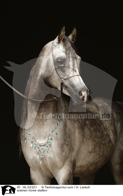Araber Hengst / arabian horse stallion / HL-02321