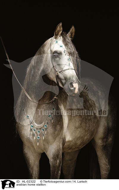 Araber Hengst / arabian horse stallion / HL-02322
