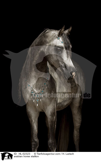 Araber Hengst / arabian horse stallion / HL-02323