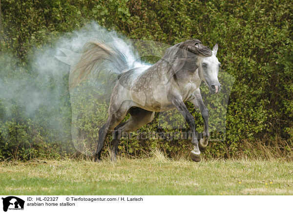 arabian horse stallion / HL-02327