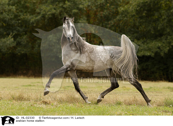 Araber Hengst / arabian horse stallion / HL-02330