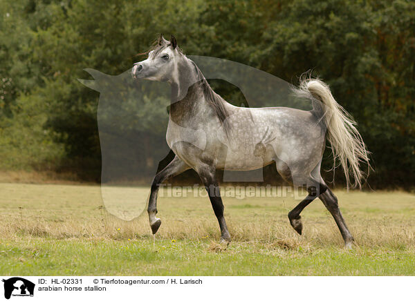 Araber Hengst / arabian horse stallion / HL-02331