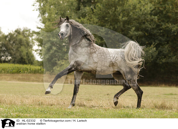 Araber Hengst / arabian horse stallion / HL-02332
