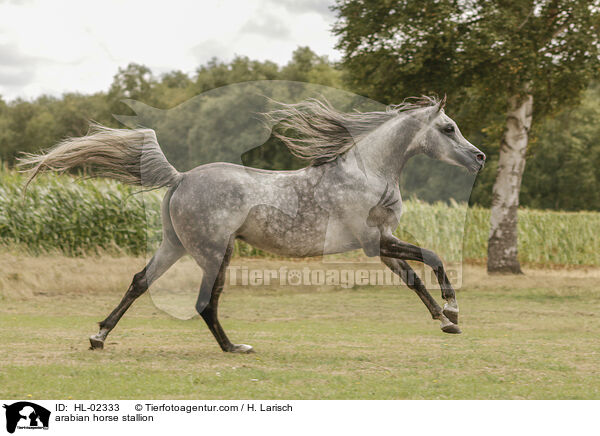 Araber Hengst / arabian horse stallion / HL-02333