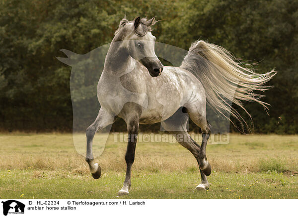 Araber Hengst / arabian horse stallion / HL-02334