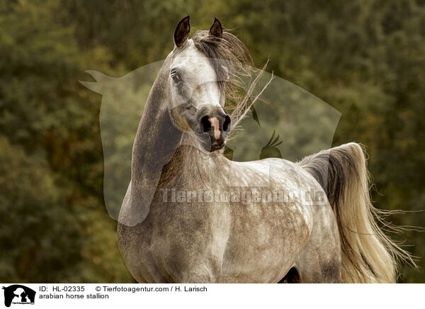 Araber Hengst / arabian horse stallion / HL-02335