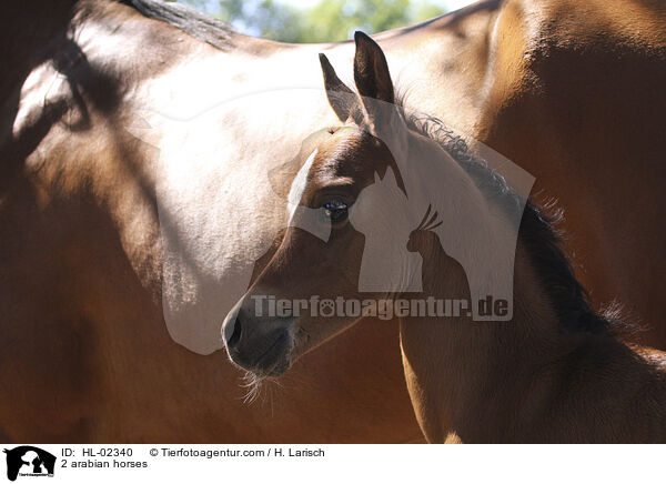 2 arabian horses / HL-02340