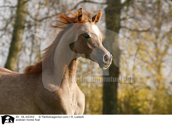 arabian horse foal / HL-02342
