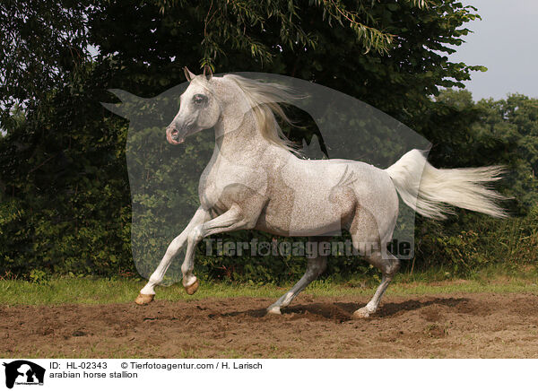 arabian horse stallion / HL-02343