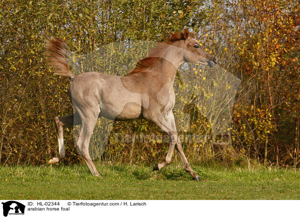 Araber Fohlen / arabian horse foal / HL-02344