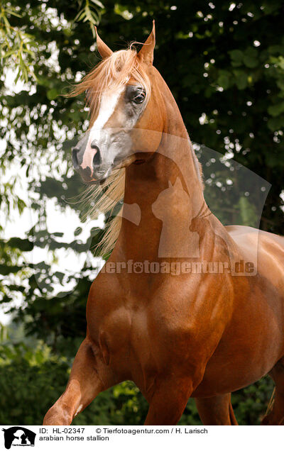 arabian horse stallion / HL-02347
