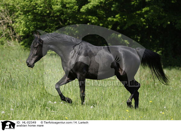 arabian horse mare / HL-02349