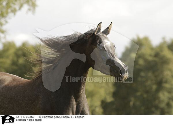 Araber Stute / arabian horse mare / HL-02353