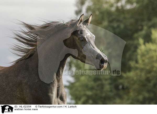 arabian horse mare / HL-02354