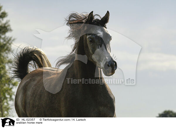 Araber Stute / arabian horse mare / HL-02357