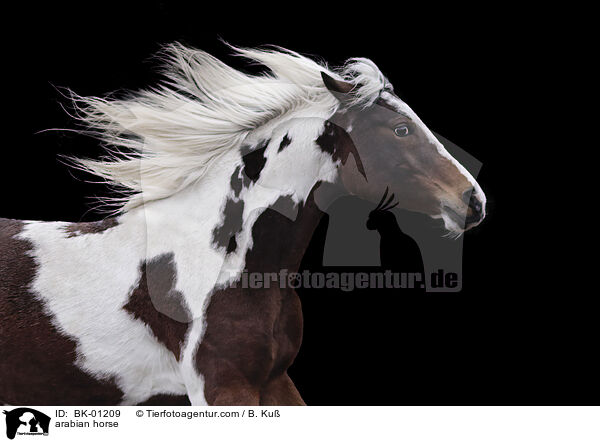 Araber / arabian horse / BK-01209