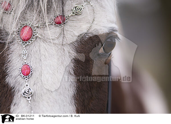 arabian horse / BK-01211